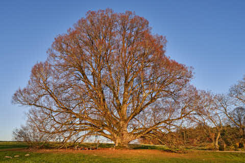 Gemeinde Wittibreut Landkreis Rottal-Inn Kriering Linde Herbst (Dirschl Johann) Deutschland PAN